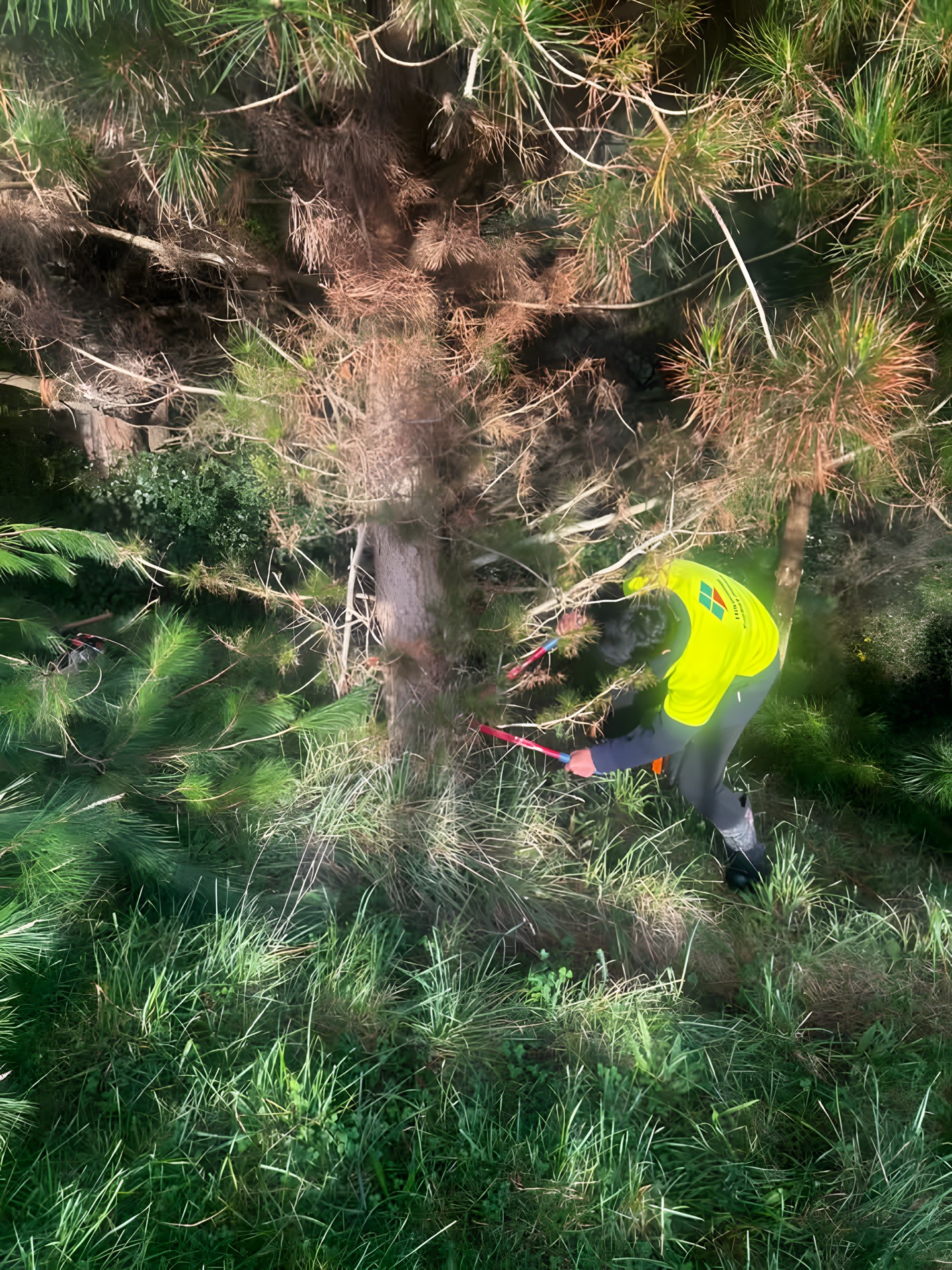 Crew member working among young pines