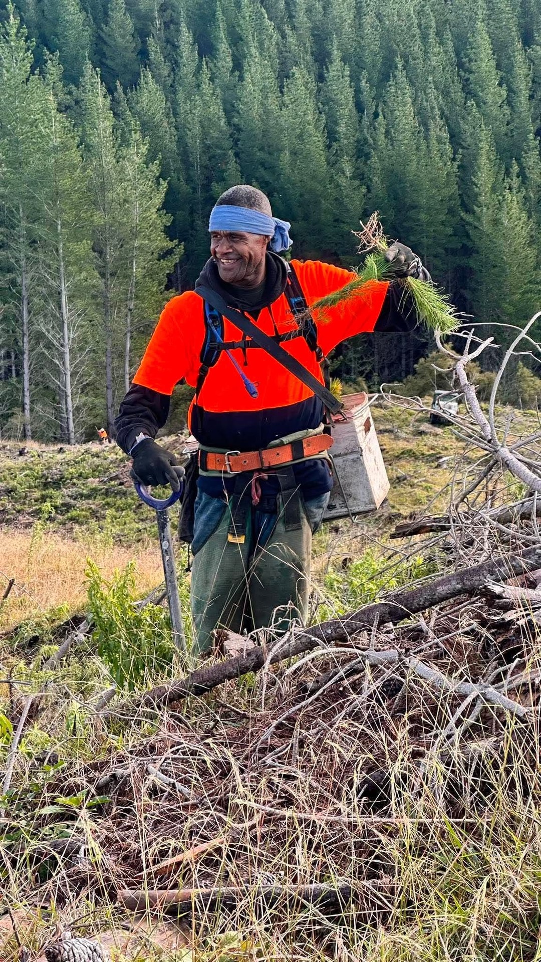 Thinning with a chainsaw among the pines