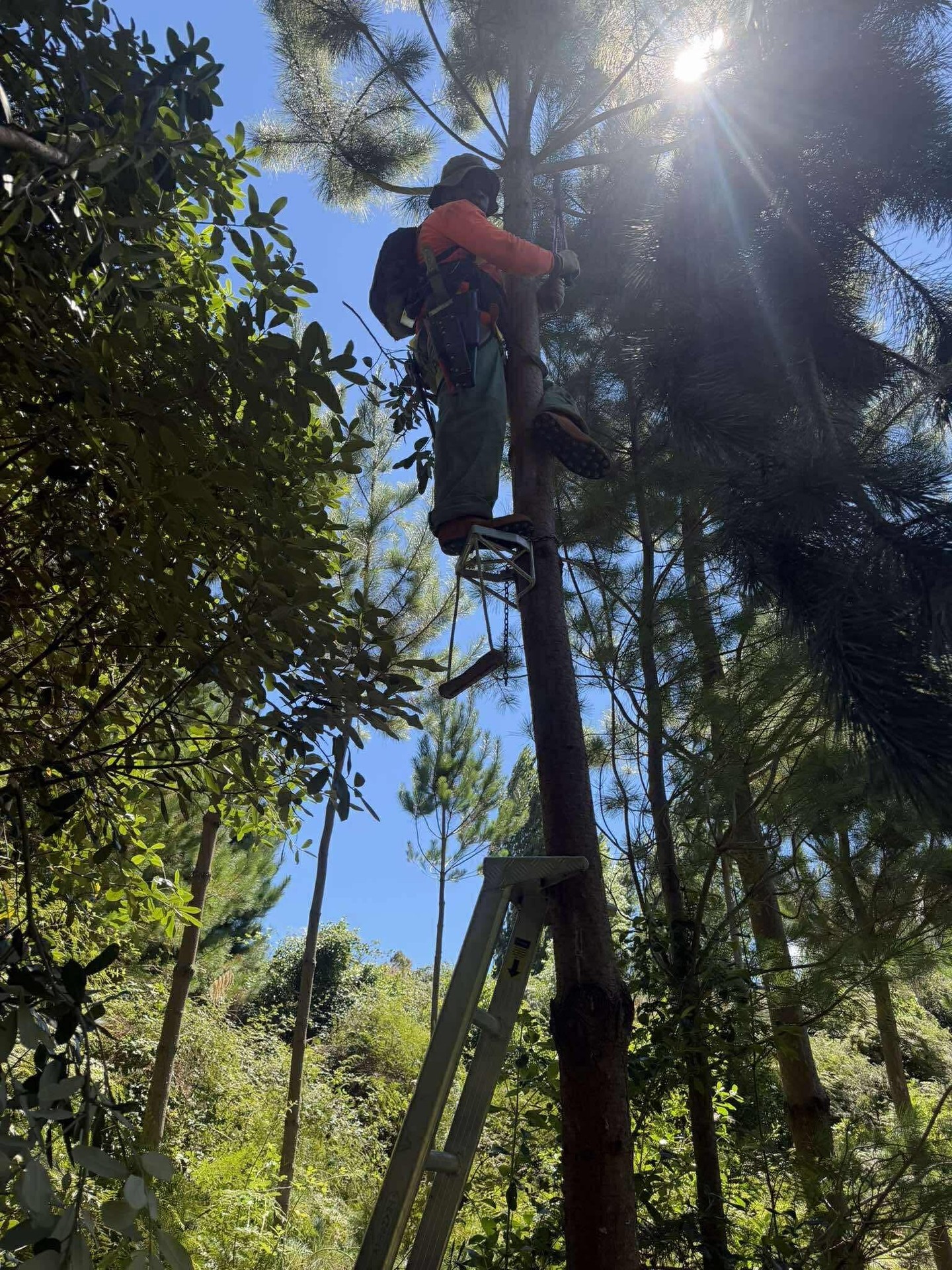 Climbing to prune a tall pine