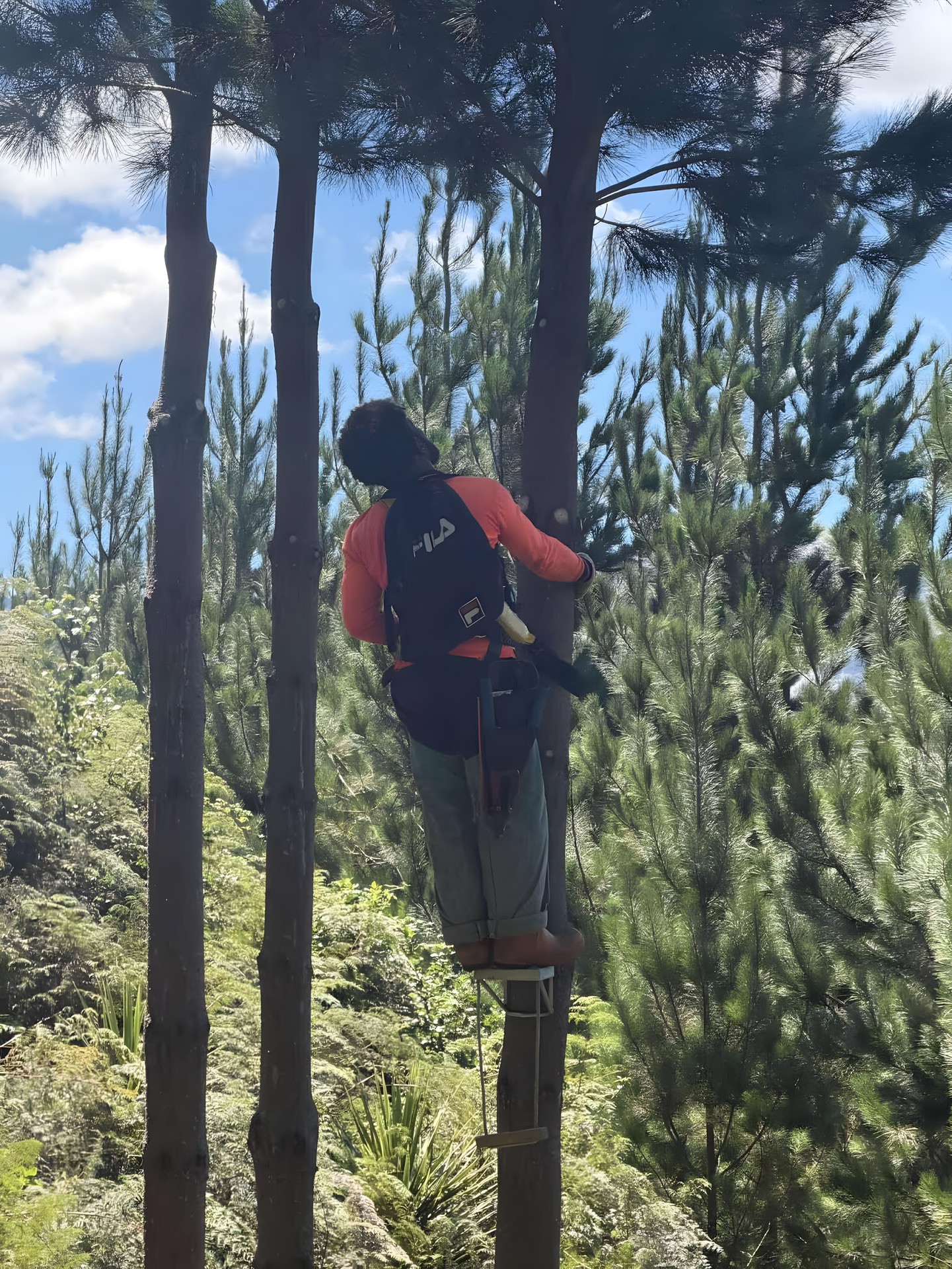 An FM Silvi pruner up a pine tree with a ladder and pruning gear